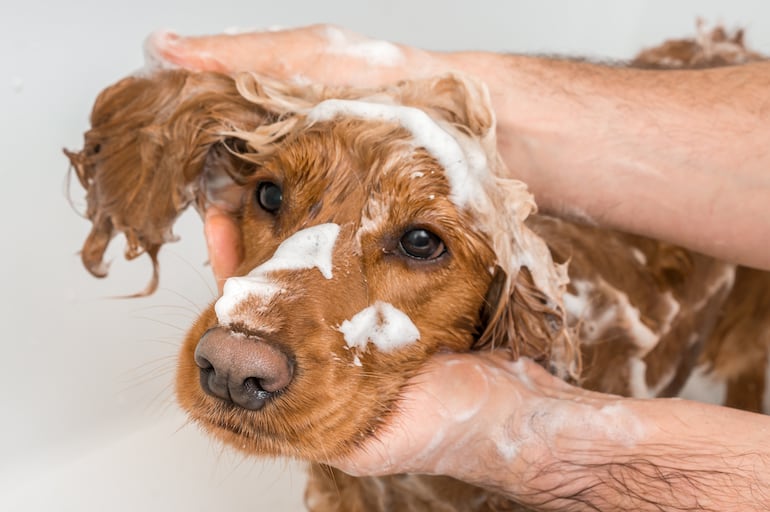 Bañar al perro.