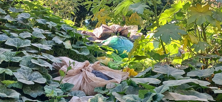 planta de zapallo , entre las plantas bolsas de basuras