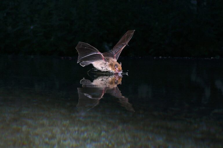 MADRID, 31/10/2024.- Los murciélagos hacen mapas mentales acústicos para orientarse según describe una investigación publicada este jueves en Science. En la imagen, un ejemplar de pipistrelle de Kuhl (?Pipistrellus kuhlii?), la especie con la que se ha hecho el estudio. EFE/Science -SOLO USO EDITORIAL SOLO DISPONIBLE PARA ILUSTRAR LA NOTICIA QUE ACOMPAÑA (CRÉDITO OBLIGATORIO)
