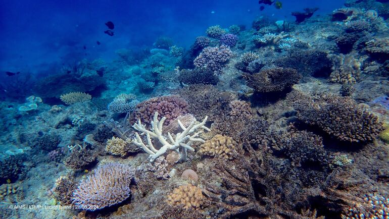 Parte de la Gran Barrera de Arrecifes, el mayor sistema coralino del mundo que se extiende a lo largo de 2.300 kilómetros frente a la costa nororiental australiana, sufrió la peor pérdida anual de corales en casi cuatro décadas por culpa de la crisis climática.