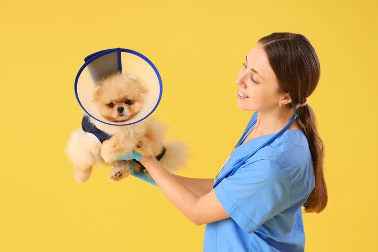 Perro después de esterilizarse.