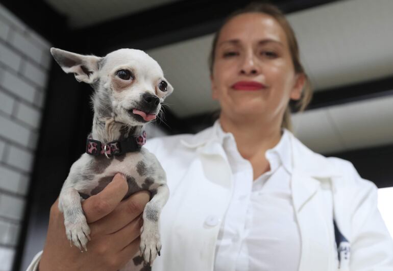 Una veterinaria muestra un cachorro canino, en un hotel para perros y gatos inaugurado hoy, en la Ciudad de México (México).