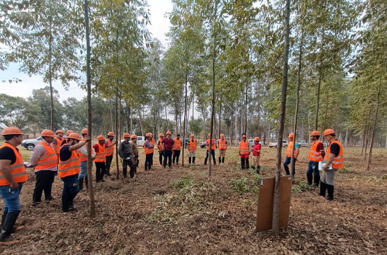 El grupo CREA Forestal y la Cooperativa Volendam realizaron una capacitación forestal en forma teórica y práctica para técnicos, prestadores de servicios y productores.