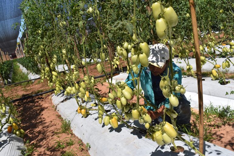 
También los productores de frutihortícolas manifestaron su preocupación por el contrabando  