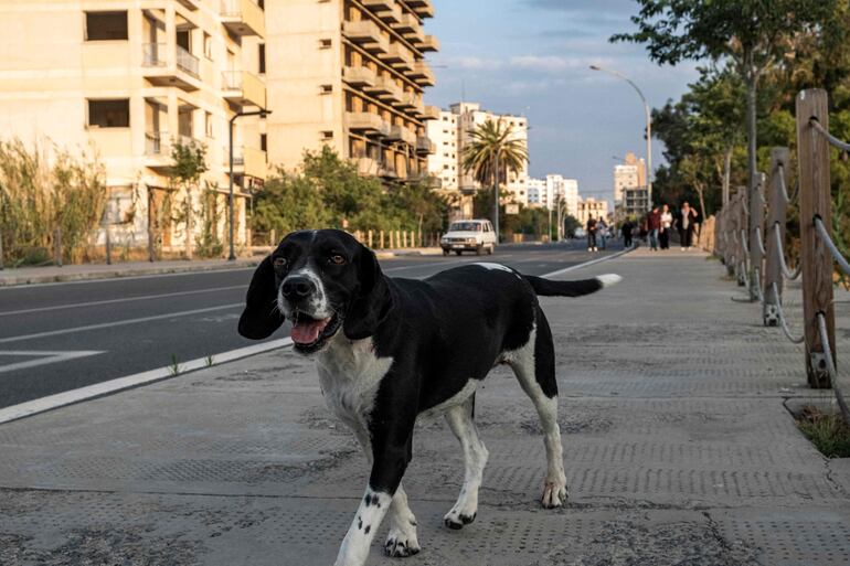 En algunas regiones de vacaciones, los viajeros se encuentran con muchos perros callejeros. Estos no suelen ser peligrosos, siempre que se respeten algunas normas.