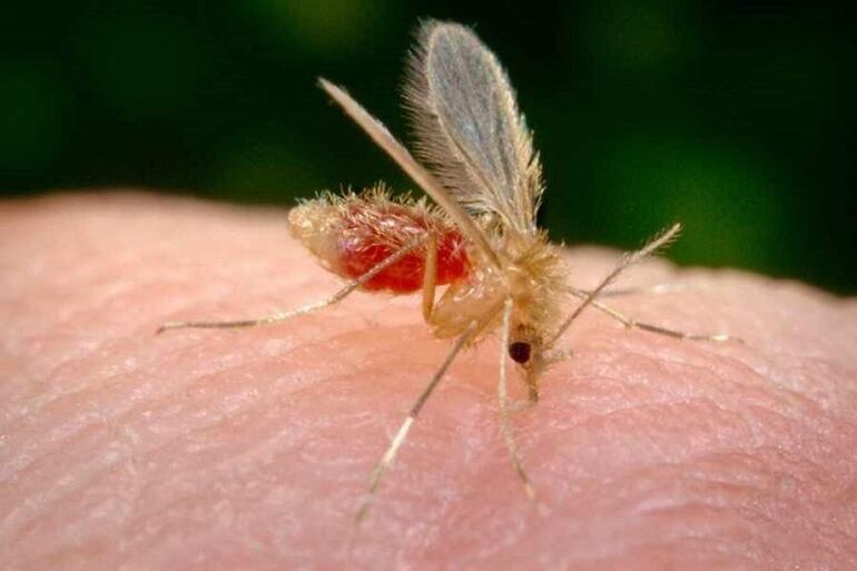 La Leishmaniasis se puede prevenir desde el hogar. Los hábitos de limpieza y ordenamiento del ambiente son fundamentales. También, el uso de barreras de protección, como repelente, mosquitero y tela metálica en aberturas de la casa.