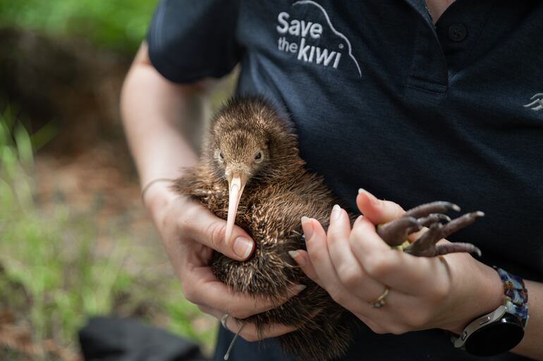 Según Nature Conservancy, son uno de los exponentes más importantes de la fauna única de la nación del Pacífico.