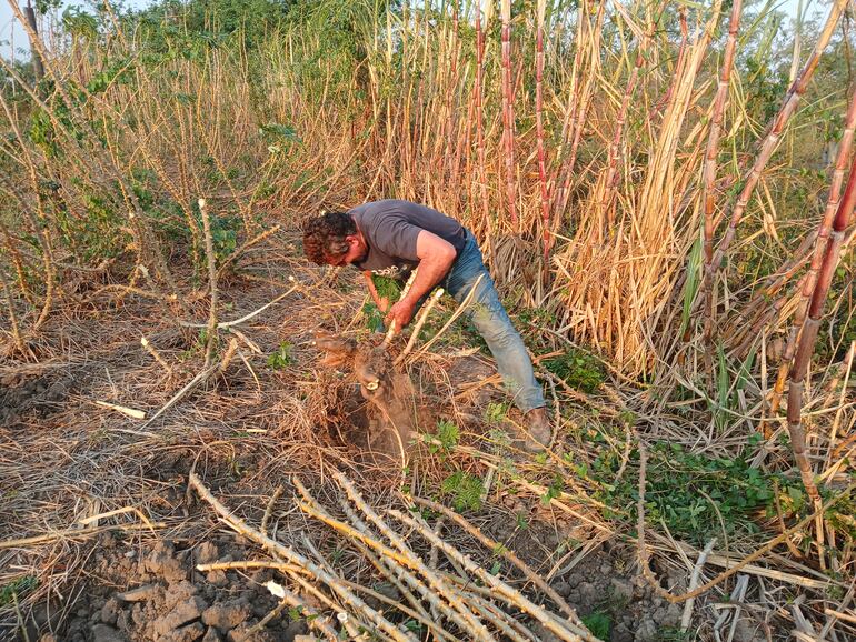 El productor exibiendo las mandicocas en la zona del pantanal.