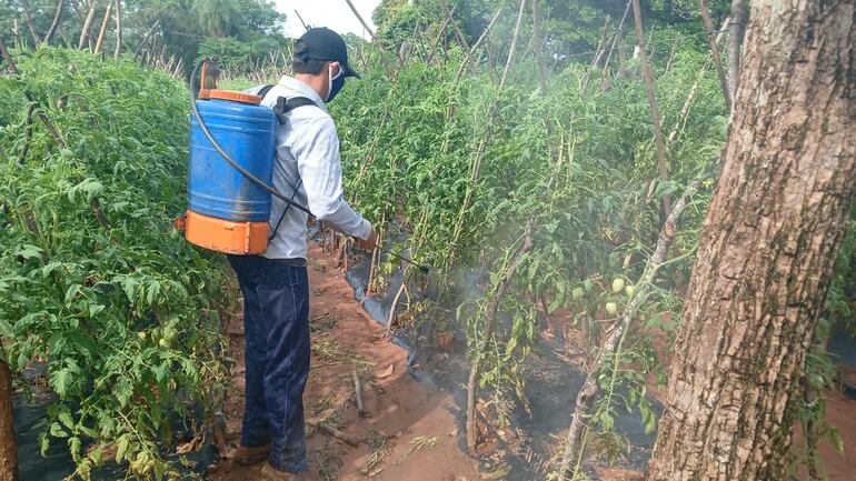 Un agricultor fumigando su plantación de tomates.