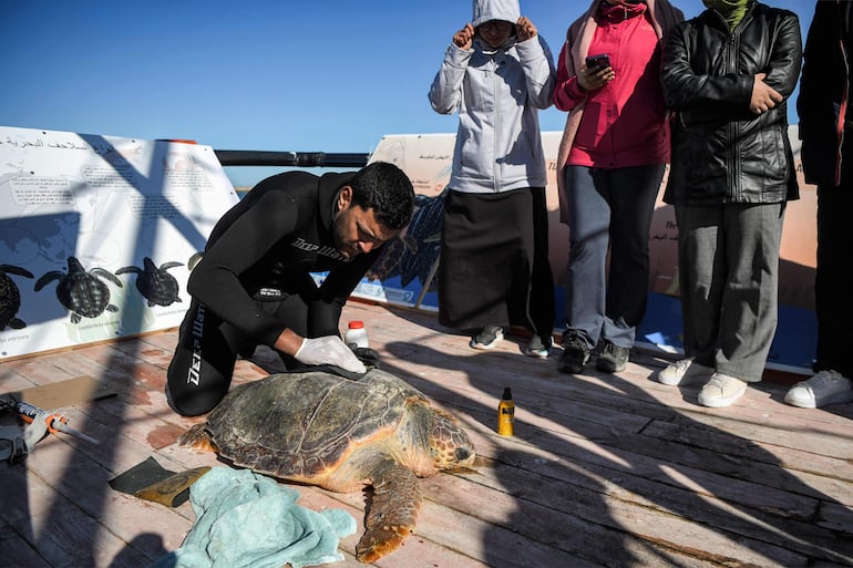 Especialistas marinos atienden a una tortuga marina en una barcaza de cuidado en la isla Kerkennah de Túnez, la única en el Mediterráneo.