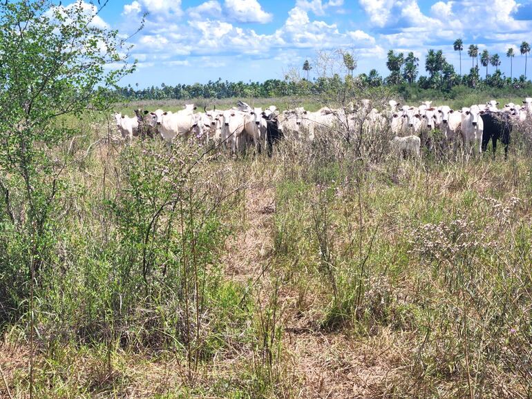 De los 300 animales denunciados como robados en Bolivia, lograron recuperar 130 vacas y 8 terneros, en una reserva natural en Bahía Negra.