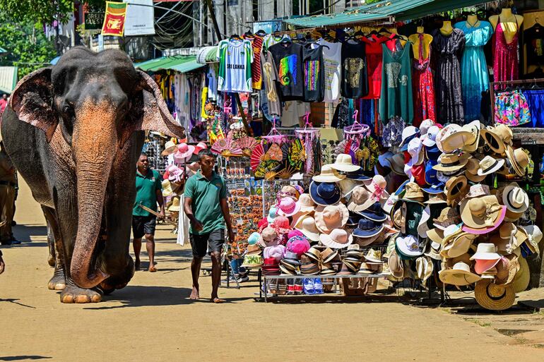 Un elefante regresa al Orfanato de Elefantes de Pinnawala después de su baño diario en un río en Pinnawala.