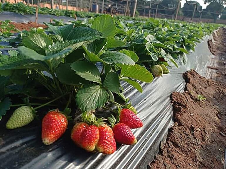 Productores de frutilla de la ciudad de J. Augusto Saldivar preparan sus mejores productos para la tercera expoferia, que arranca este sábado.