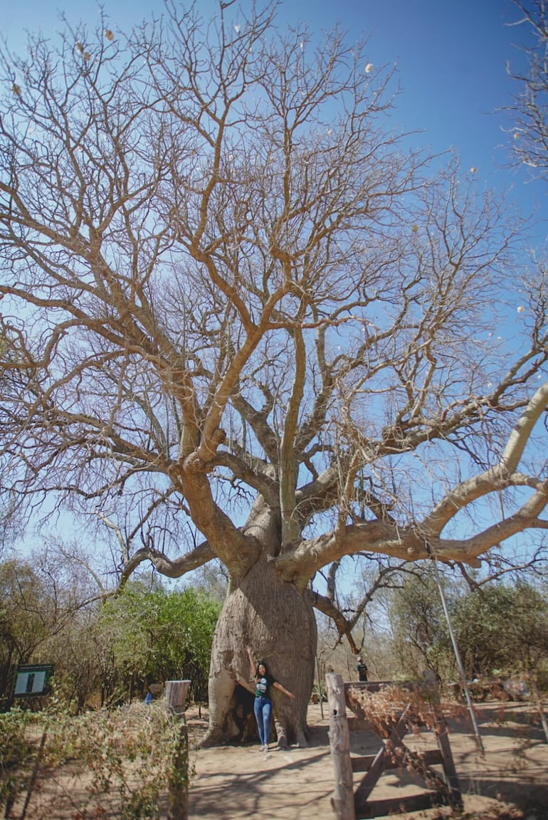 Árbol imponente con varios metros de altura, una persona diminuta a su lado.