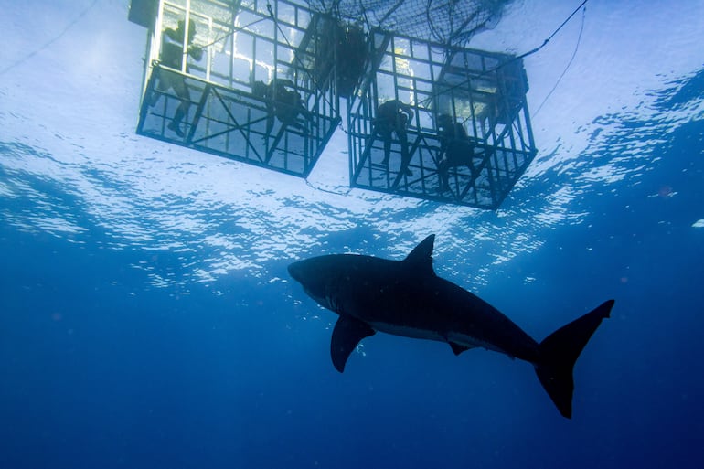 Observar tiburones en Isla Guadalupe, México.