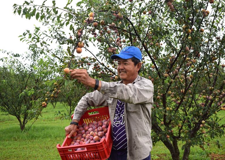  Eduardo Miyamoto contento con la excelente cosecha de ciruelas en su finca. La fruta estará en exhibición y venta durante la Expo Frutas La Colmena.