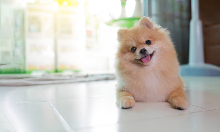 Perro de la raza Pomerania.