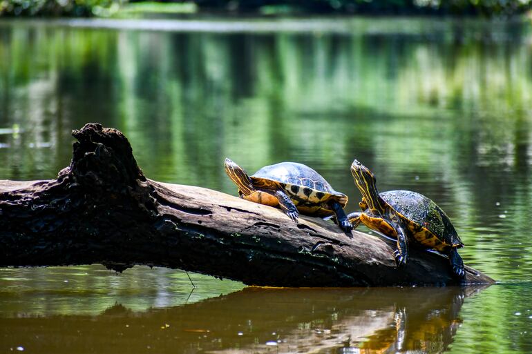 Tortugas en Tortuguero, Costa Rica.