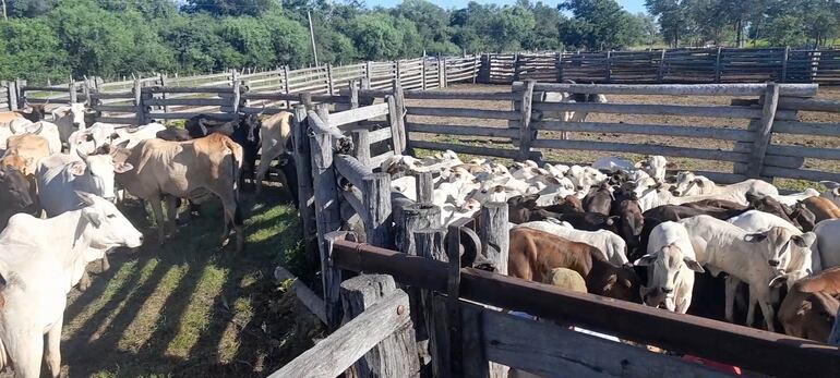 Vacunación bovina en establecimiento ganadero de Fuerte Olimpo.