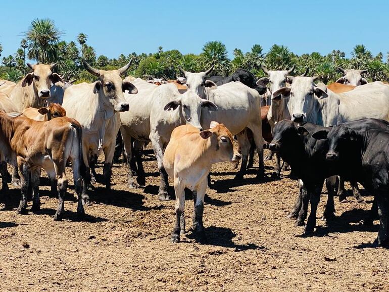 Vacas preñadas y con terneros al pie es lo que todo ganadero busca.