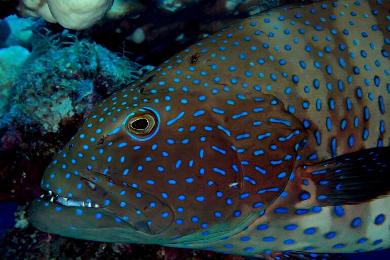 Mero de coral (Plectropomus pessuliferus). Tomando en el mar rojo, Egipto.