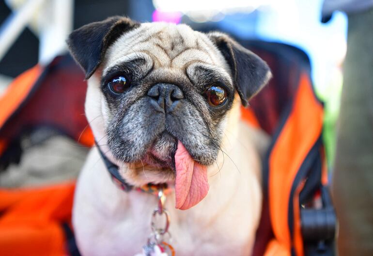 Así como los humanos las mascotas se alteran con la inhalación de humo, que irrita los ojos y los pulmones. Especial atención debe tener si el perro es de una raza con la cara chata, como el pug, el boxer y el pit bull, entre otros.