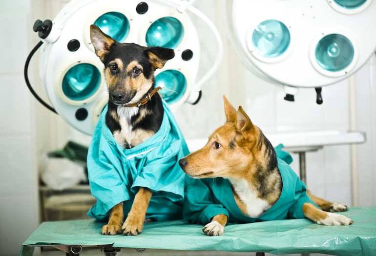 Perros en la veterinaria.