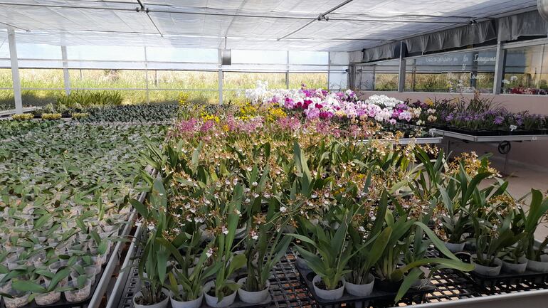 Inauguran bloque de invernadero de orquídeas en Caacupé