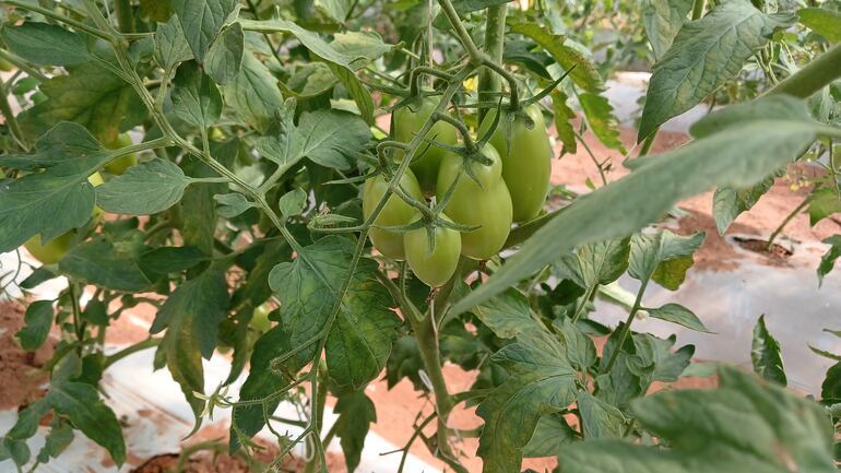 Tomates en proceso de desarrollo en el distrito de 3 de Febrero .