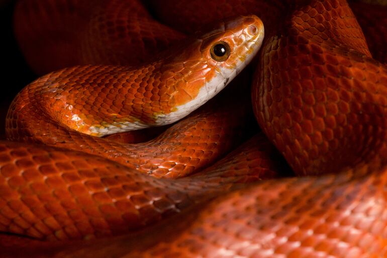 Quien quiera tener una serpiente en casa deberá estar seguro de que no pueda escapar de su recinto.