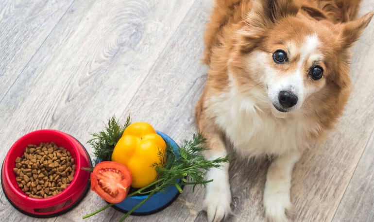 Los perros pueden comer verduras, como por ejemplo, el locote ayuda al sistema inmune y funciona como antiinflamatorio.