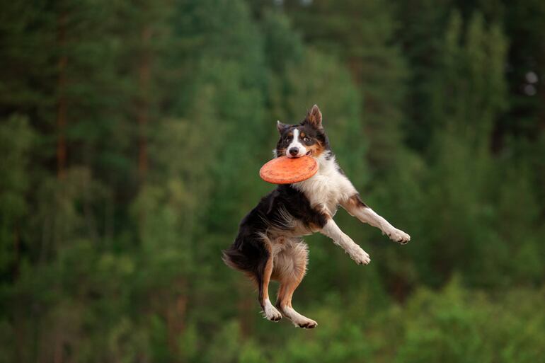 Perro de raza Border Collie.