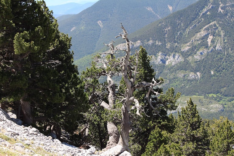 Un ejemplar de 400 años de pino negro en los Pirineos muestra las consecuencias de las elevadas temperaturas. Las olas de calor registradas en 2022 y 2023 en el Mediterráneo occidental, con veranos que alcanzaron anomalías de temperatura de +3,6 y +2,9 grados respectivamente, llegaron a superar las variaciones climáticas naturales de los últimos 1.000 años.  Los datos se desprenden de una investigación que ha sido liderada por científicos del Museo Nacional de Ciencias Naturales (MNCN-CSIC) de España, y los resultados del trabajo se han publicado en la revista Nature npj Climate and Atmospheric Sciences.