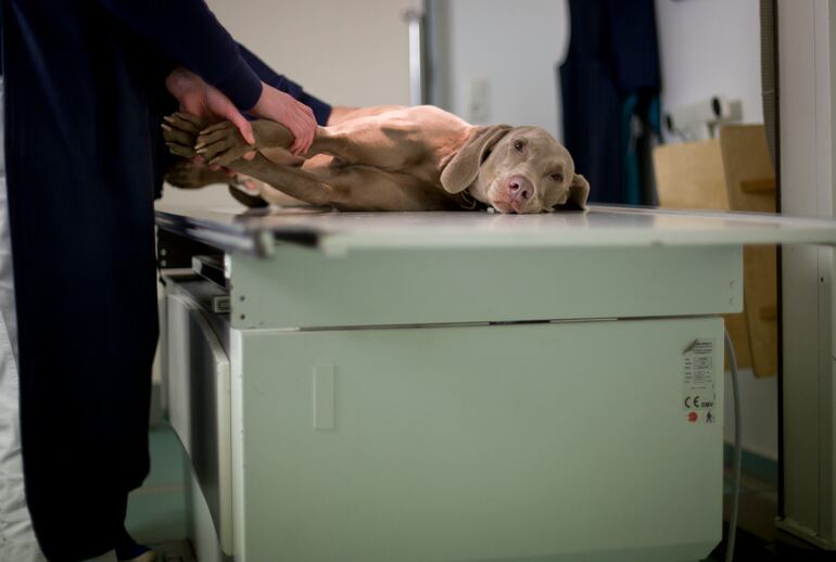 La radiografía mostrará al veterinario si hay una fractura.