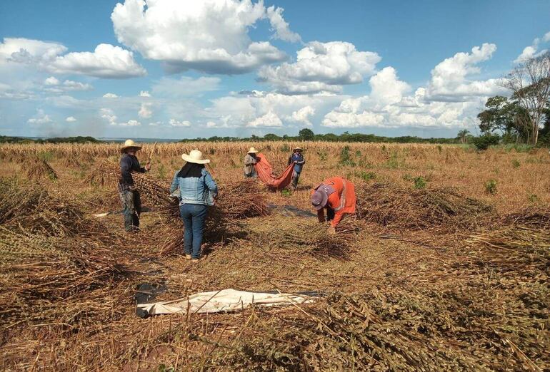 Un grupo de agricultores de la compañía 4 Vientos de Gral. Aquino trabajan en el trillado del grano del sésamo