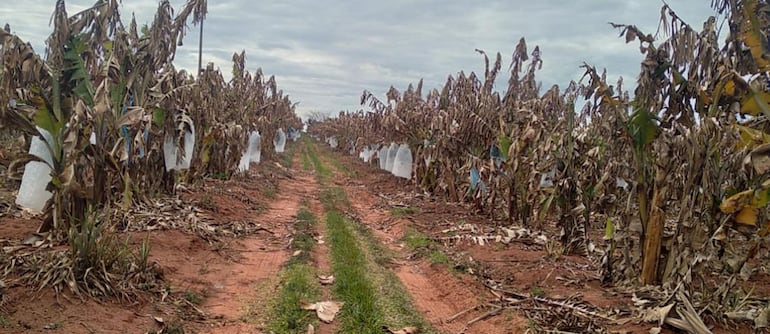 La sequía muestra su peor rostro a los más vulnerables del campo, en este caso,  los productores de banana de Guayaybí.