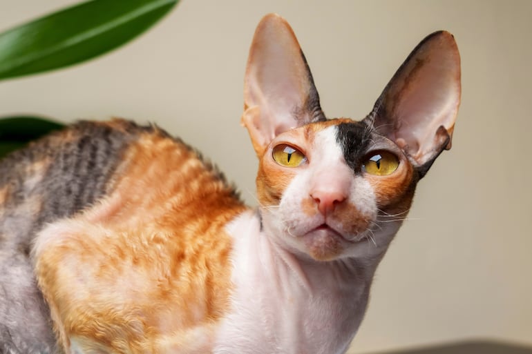 Gato Cornish Rex.