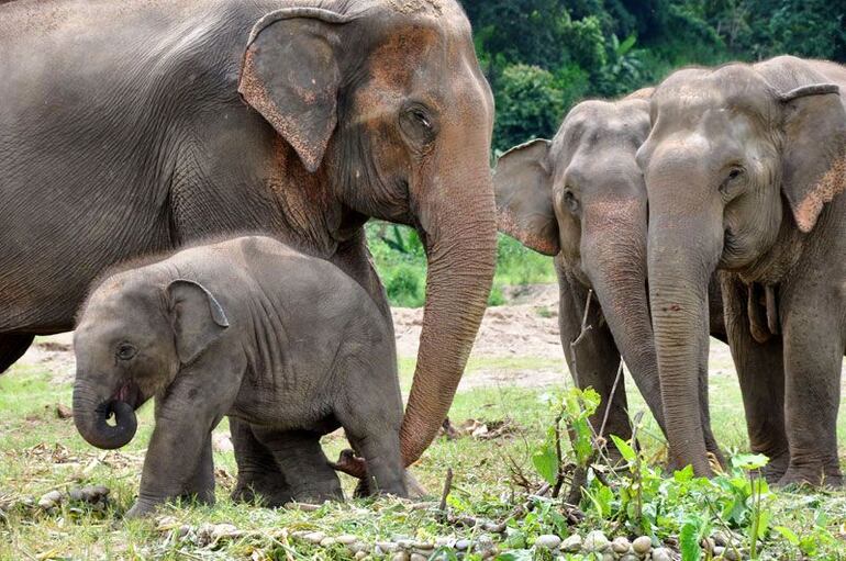 Tailandia repatrió a un elefente desde Sri Lanka. (Imagen de referencia)