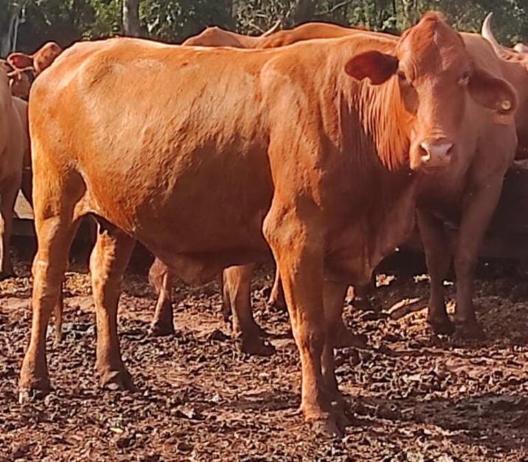 Cuatro detenidos por abigeato y una vaca recuperada en Natalio.