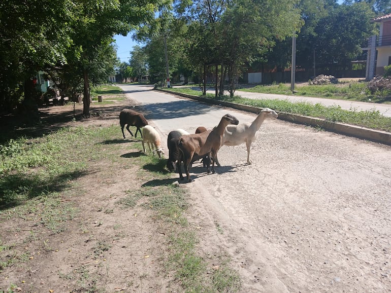 A pesar de las miradas tiernas de las ovejas, la manada es liderada por el furioso macho que causa temor y ya ocasionó varios accidentes.