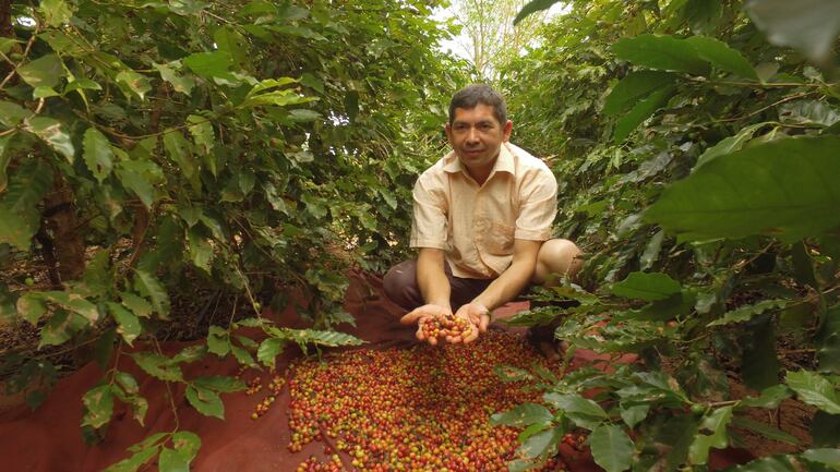 Un cosechero nos muestra los frutos de café que luego son secados al sol. Las plantas empiezan a producir desde los 2 años y son semiperennes.