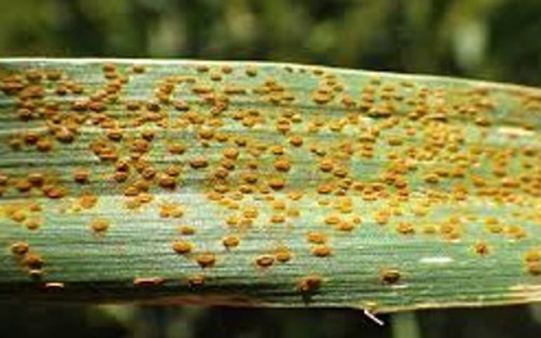 Esta es la forma en que se presenta la roya de la hoja en trigo y que puede causar grandes pérdidas a los productores.