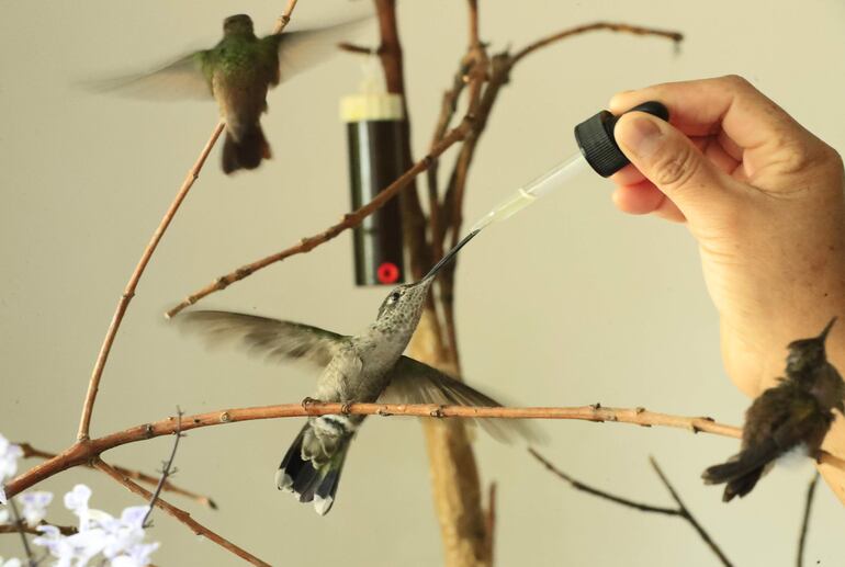 Desde hace más de una década Catia Lattouf de Arída ha dedicado su vida a rescatar y cuidar colibríes heridos y huérfanos en su pequeño departamento, que ha habilitado como un hospital en la Ciudad de México, para después liberarlos como una forma de expresar su respeto y amor a la vida de estos animalitos.