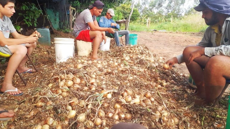 Angustiados cebolleros de distritos de Paraguarí esperan comercializar sus productos.