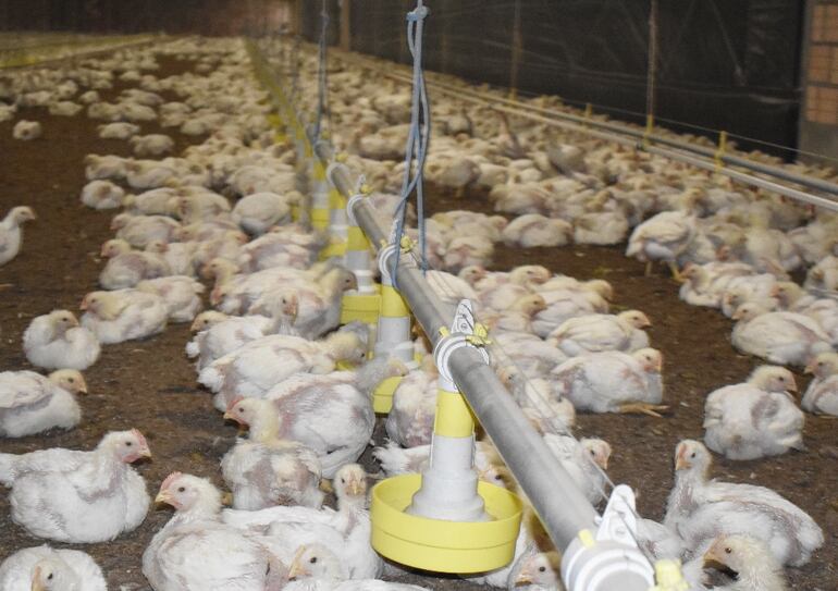 Anteriormente las aves recibían el alimento a voluntad, pero se desperdiciaba. Hoy, con el uso de comederos, ya no pasa.