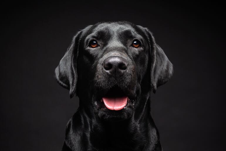 Labrador Retriever.