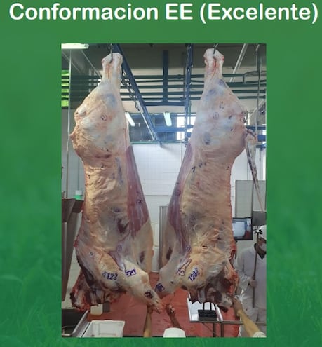 Imagen de la conformación excelente de la canal, de la carne bovina, presentada en el stand del Senacsa, en la Expo 2021.