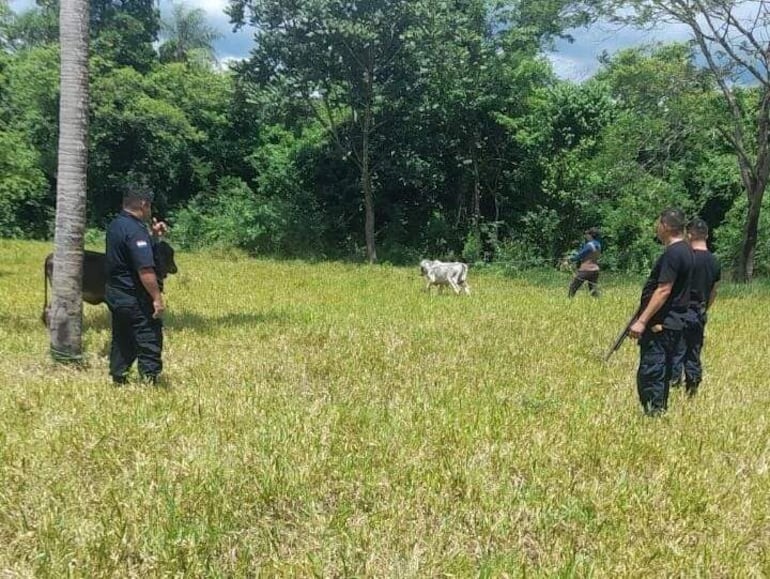 Tras denuncia de hurto recuperan dos animales vacunoes en Carapeguá.