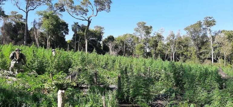 Destruyen cultivos de marihuana en la reserva natural Mbaracayú.