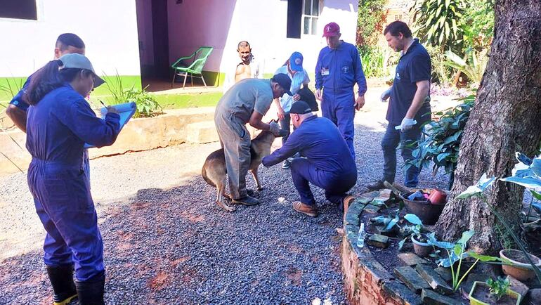 Las muestras levantadas serán analizadas en el Centro Antirrábico Nacional (CAN), 